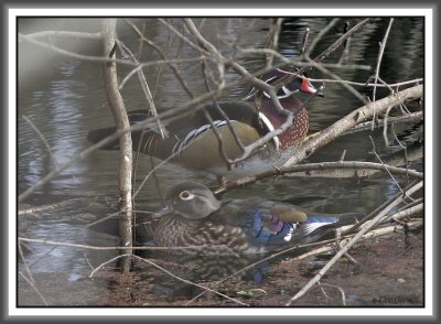 Wood Ducks - Black Dog Bayou