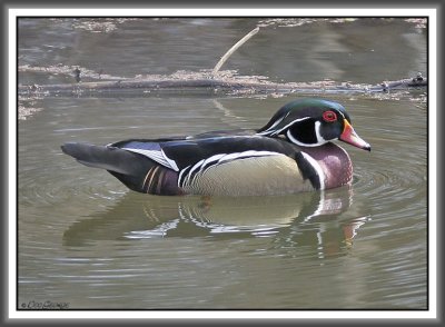 Wood Duck Drake - Black Dog Bayou