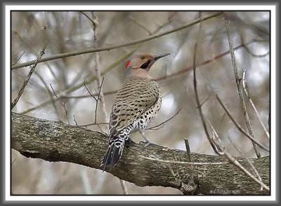 Northern Flicker