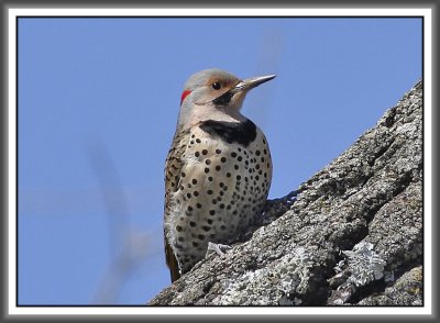 Northern Flicker