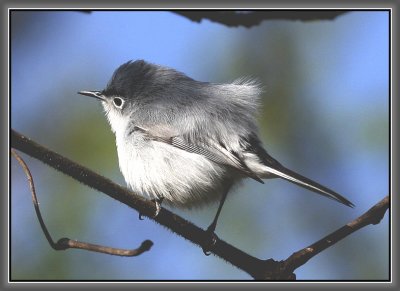 Blue-gray Gnatcatcher
