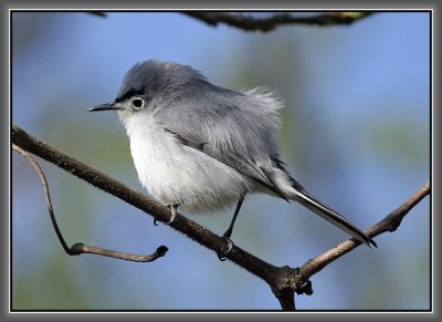 Blue-gray Gnatcatcher