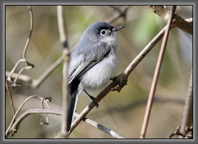 Blue-gray Gnatcatcher