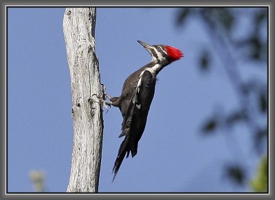 Pileated Woodpecker