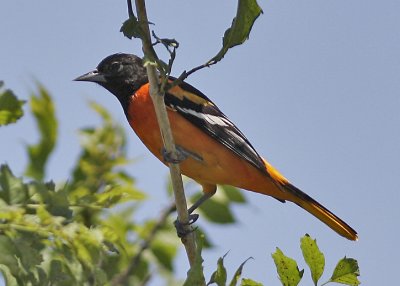 Baltimore Oriole