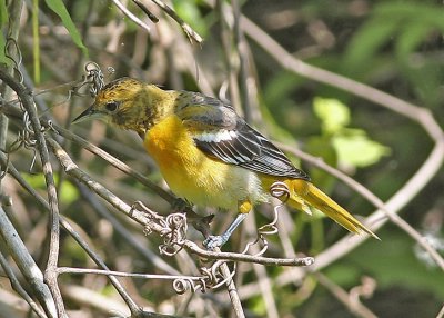 Baltimore Oriole - 1st spring female