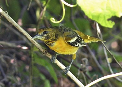 Baltimore Oriole - 1st spring female