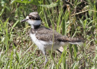 Killdeer Baby