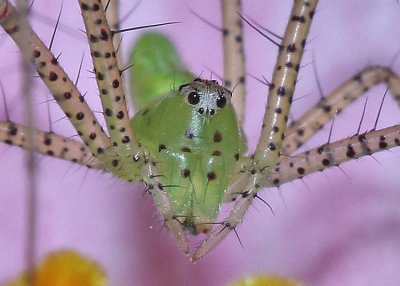 Green Lynx Spider