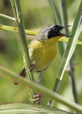 Common Yellowthroat