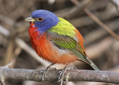 Painted Bunting