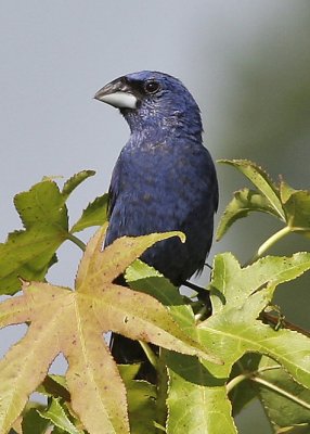 Blue Grosbeak