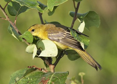 Female Orchard Oriole