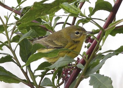 Prairie Warbler