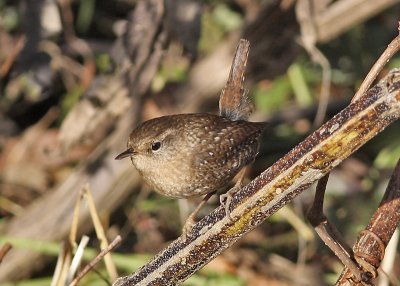 Winter Wren