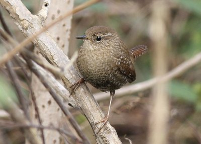 Winter Wren