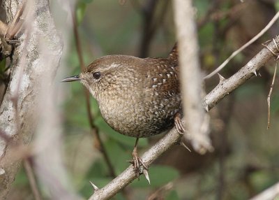 Winter Wren