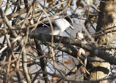 Loggerhead Shrike