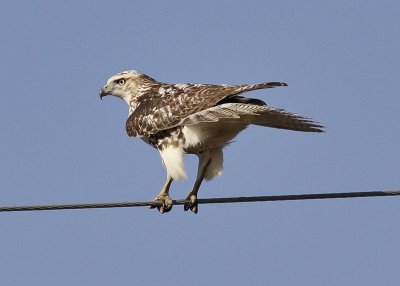 Immature Red-tailed Hawk