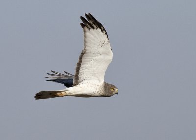 Northen Harrier