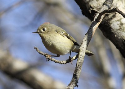 Ruby-crowned Kinglet