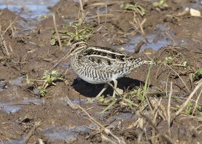 Wilson Snipe