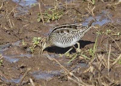 Wilson Snipe