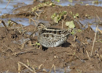 Wilson Snipe