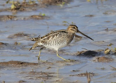 Wilson Snipe