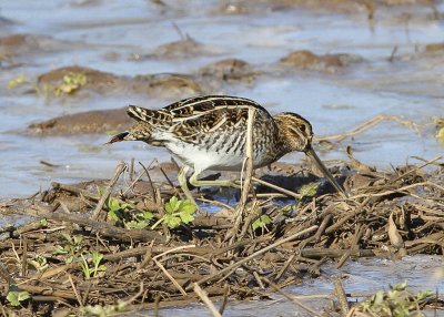 Wilson Snipe