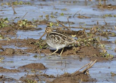 Wilson Snipe