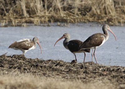 Juvenile White Ibis