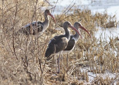 Juvenile White Ibis