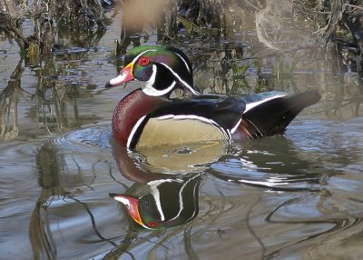 Wood Duck