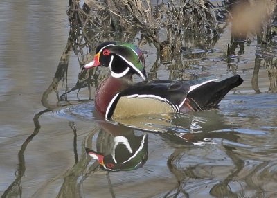 Wood Duck