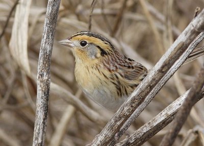 Le Conte's Sparrow