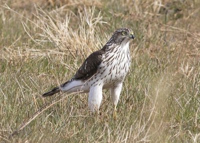 Cooper's Hawk