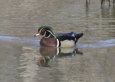 Wood Duck