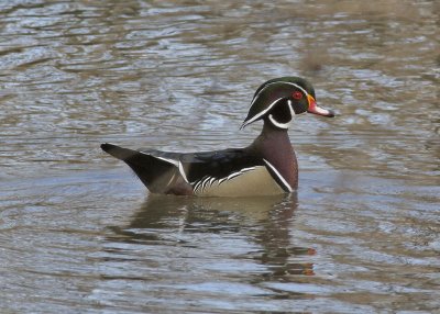 Wood Duck