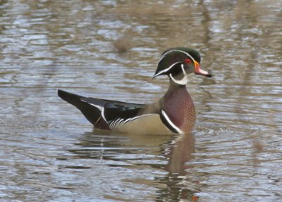 Wood Duck