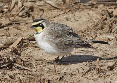 Horned Lark