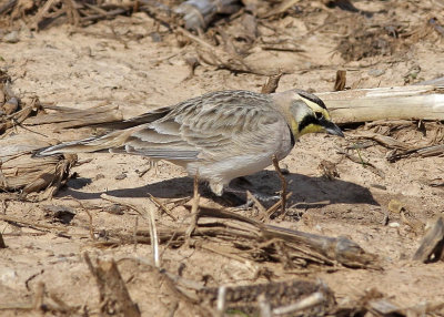Horned Lark