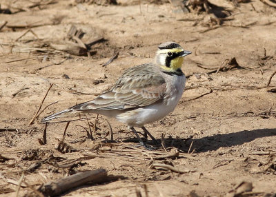 Horned Lark