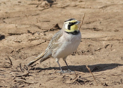 Horned Lark