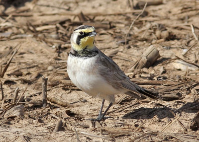 Horned Lark