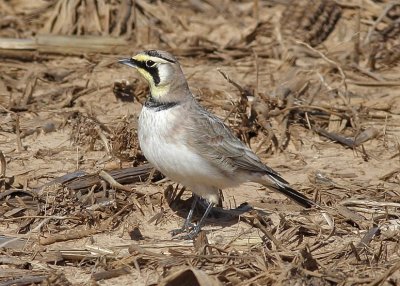 Horned Lark