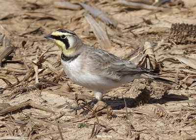 Horned Lark