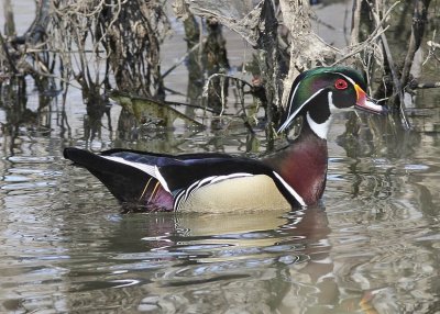Wood Duck
