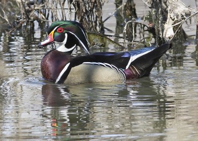 Wood Duck