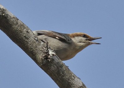 Brown-headed Nuthatch